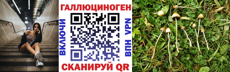 дарнет шоп  Невинномысск  ссылка на мегу онион  Псилоцибиновые грибы MAGIC MUSHROOMS 